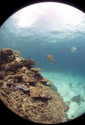 إسبح تحت سطح الماء مع Google SEAview